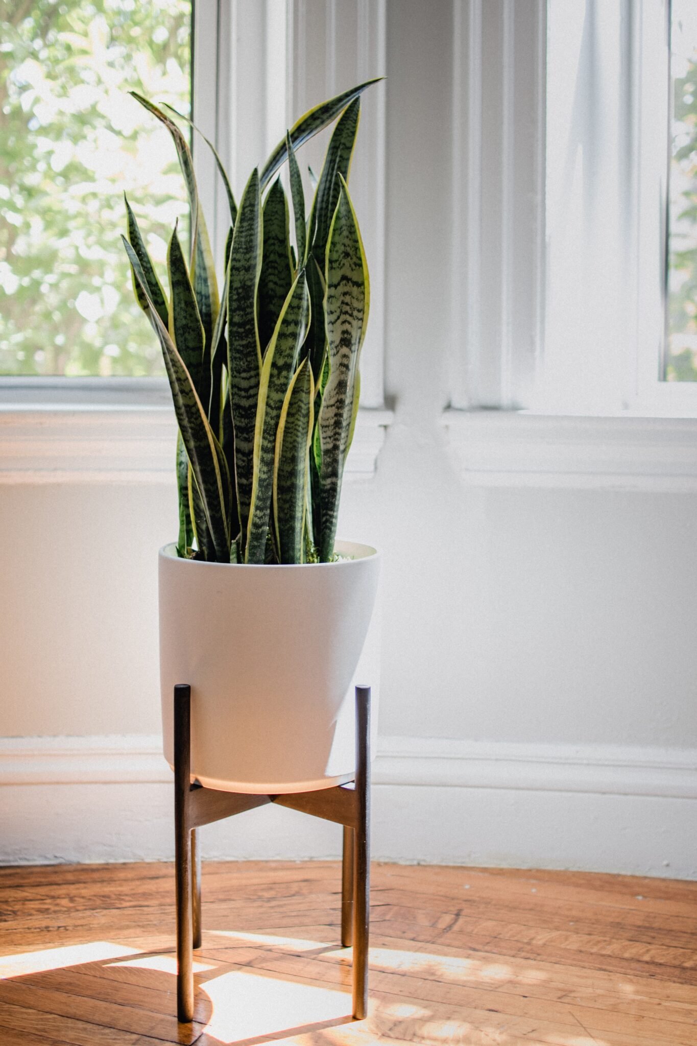 Indoor plants Snake plant