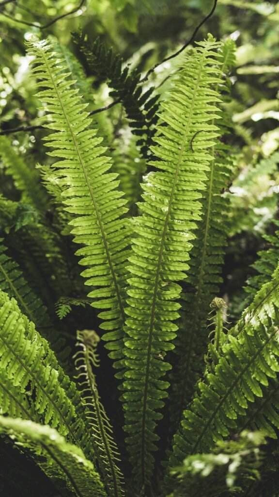 Indoor Plants Boston Fern