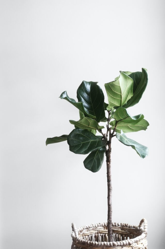 fiddle leaf fig