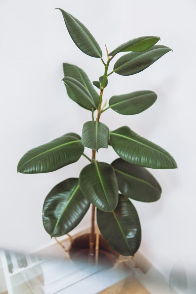 Indoor plants Rubber plant