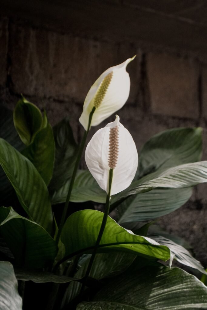 Indoor plants Peace Lily