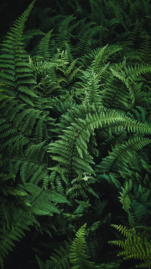 Indoor Plants Ferns