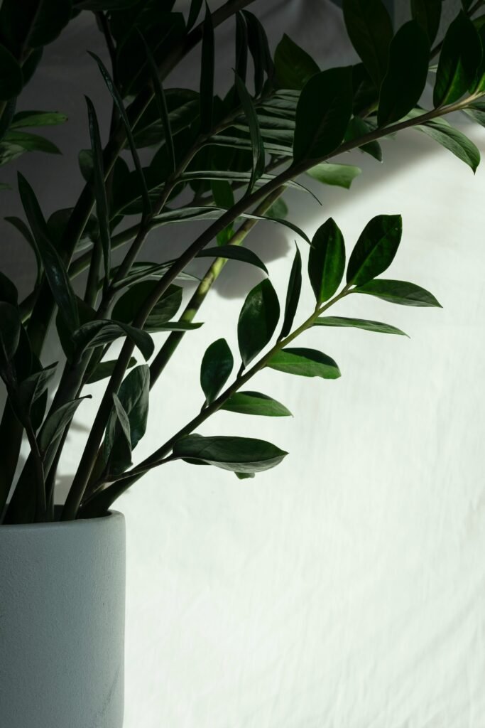 Indoor Plants ZZ Plant