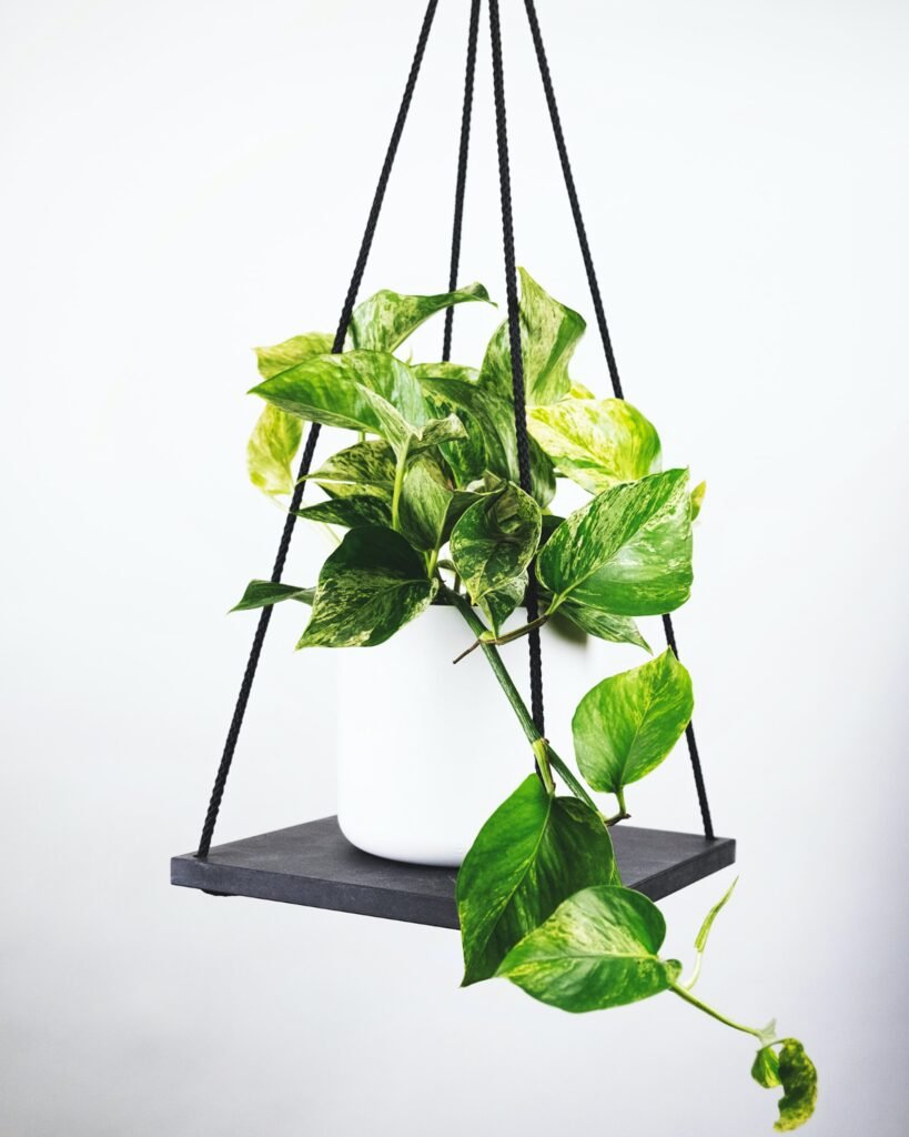 Indoor Plants Pothos